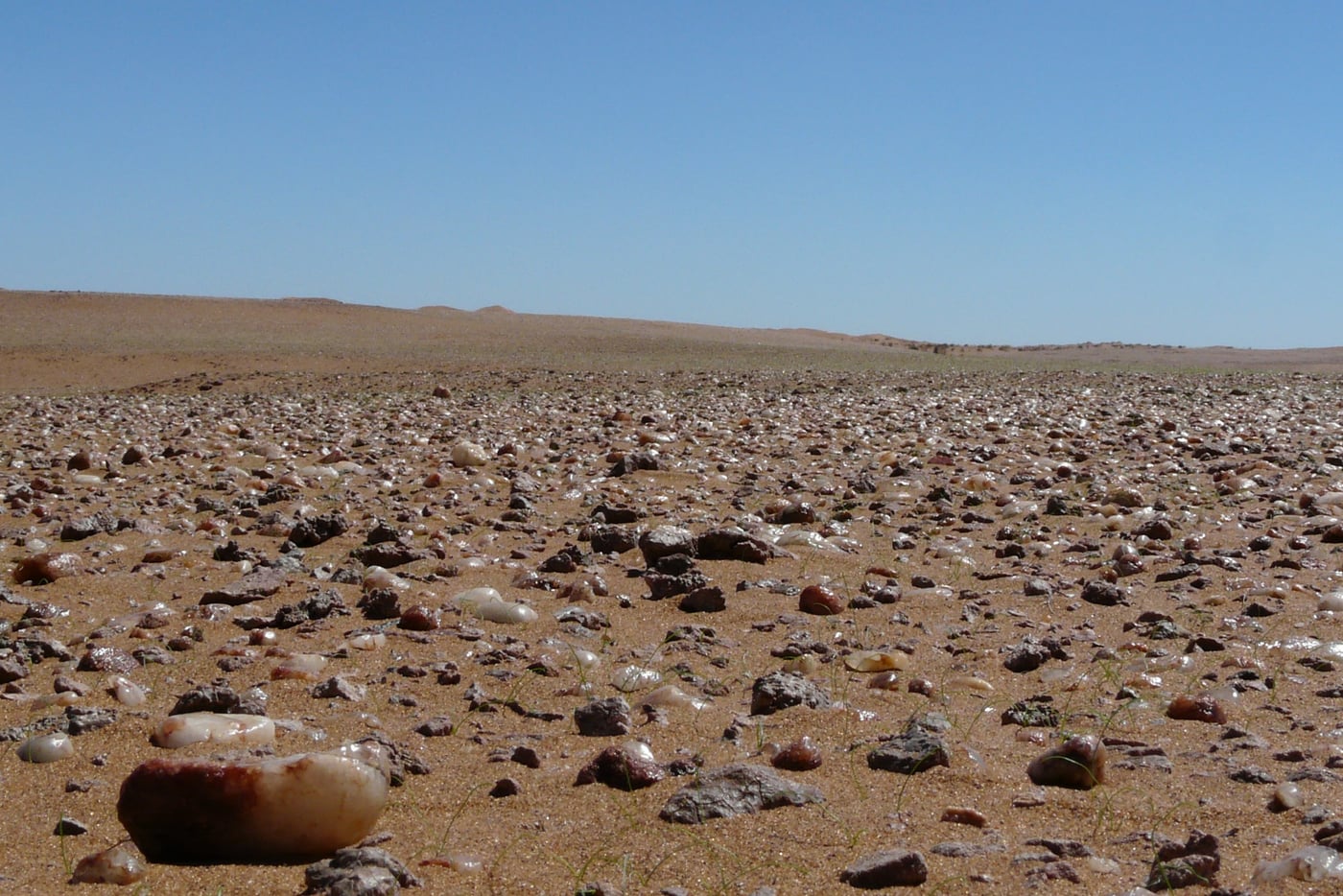 FABI researchers investigate photosynthesis in the Namib