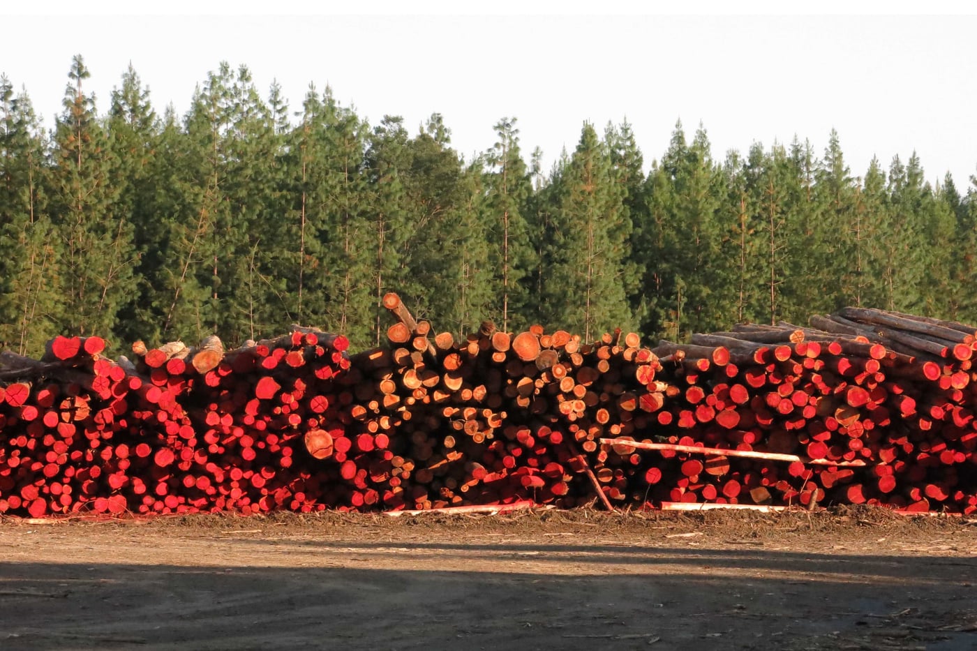 South African State of the Forest Report published