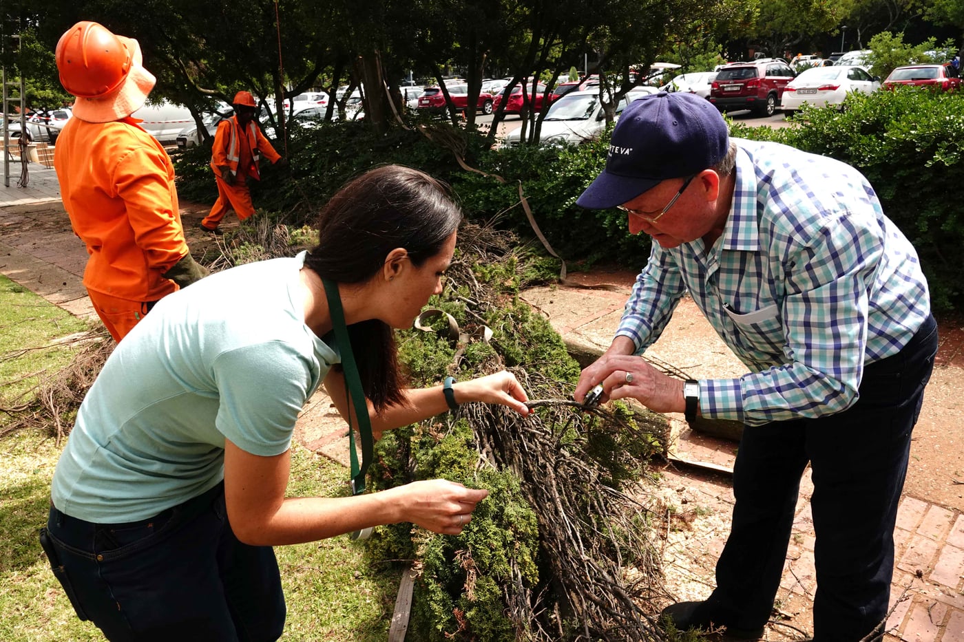 Sampling Seiridium canker on the UP campus