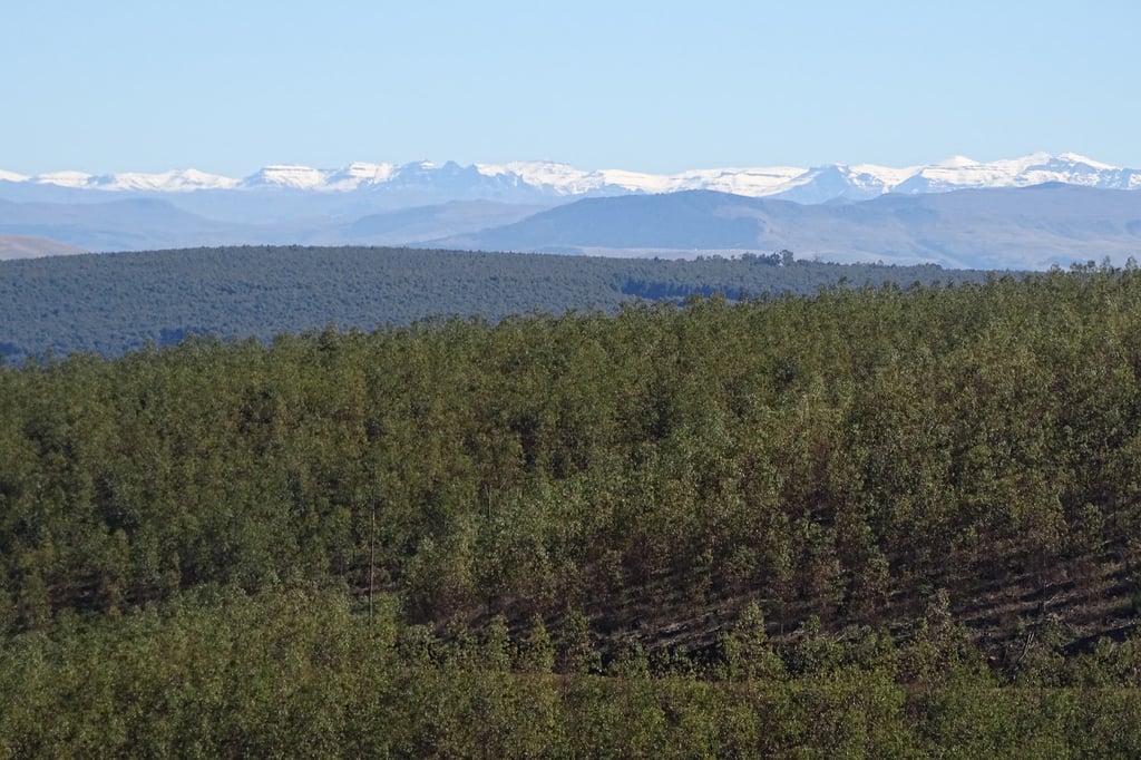 Implementing an integrated National Forest Protection Strategy for South Africa