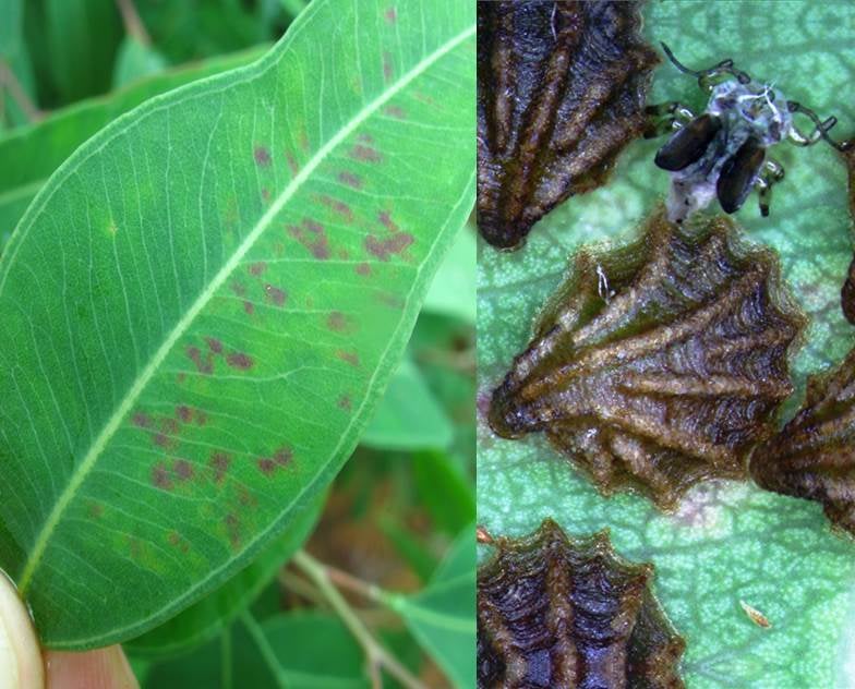 New <i>Eucalyptus</i> pest