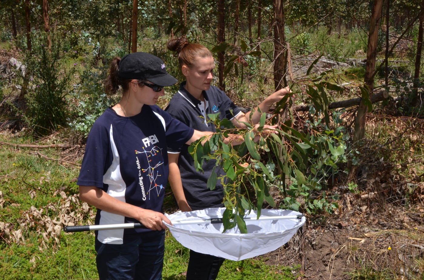 FABI Postdoctoral Fellow hunting biocontrol agents Down Under