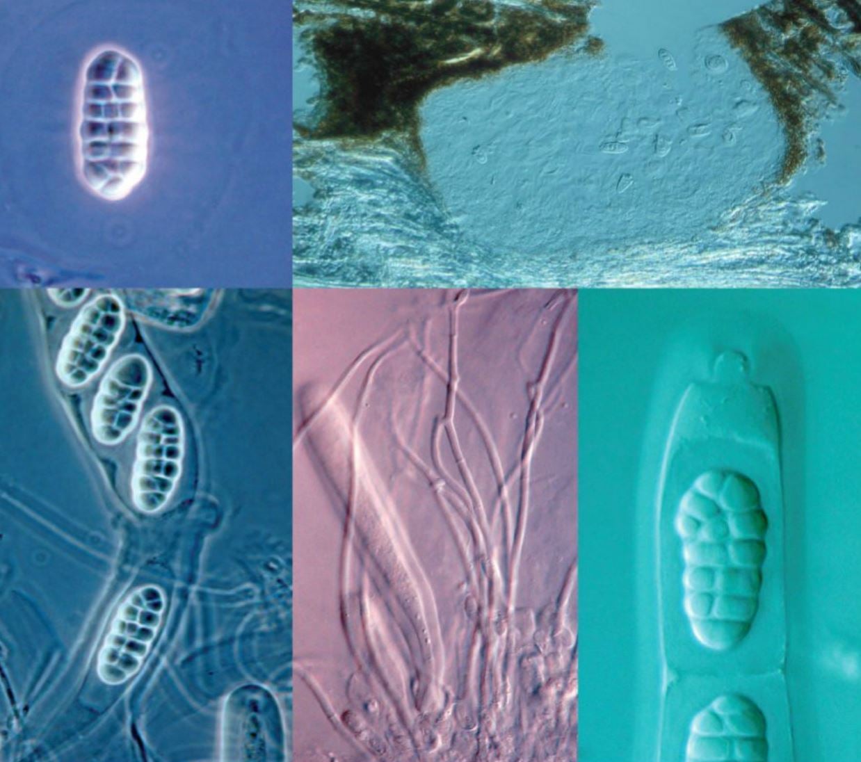 Two new fungal species named after UP and FABI