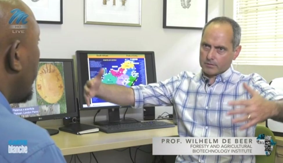 Shot Hole Borer invasion places FABI in the spotlight