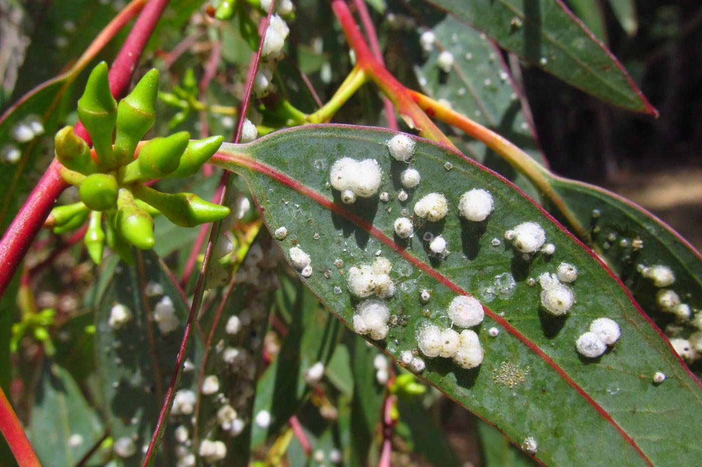 Scouting for eucalyptus pests on the Cape Peninsula