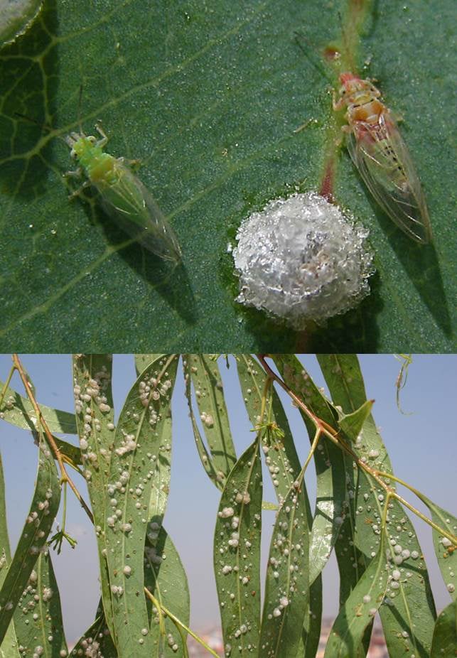 Update on Glycaspis brimblecombei (red gum lerp psyllid)
