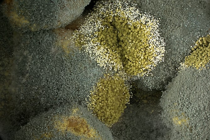 FABIan wins 3rd place prize in The South African Science Lens® photographic competition