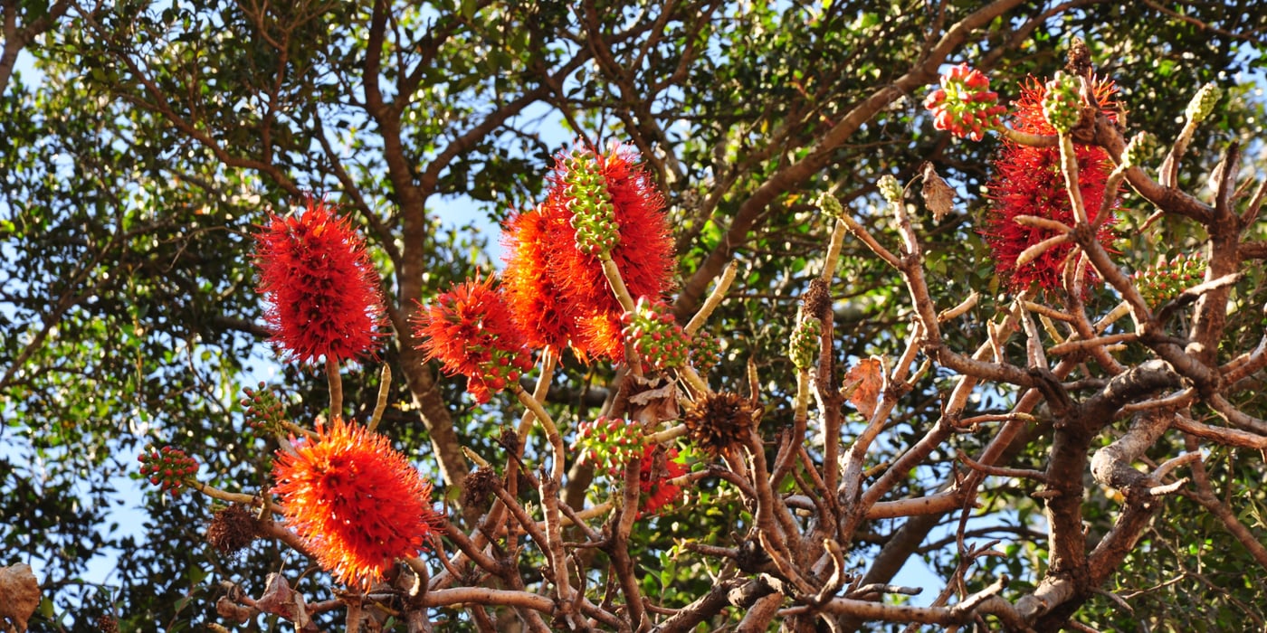 Greyia sutherlandii, Drakensberg