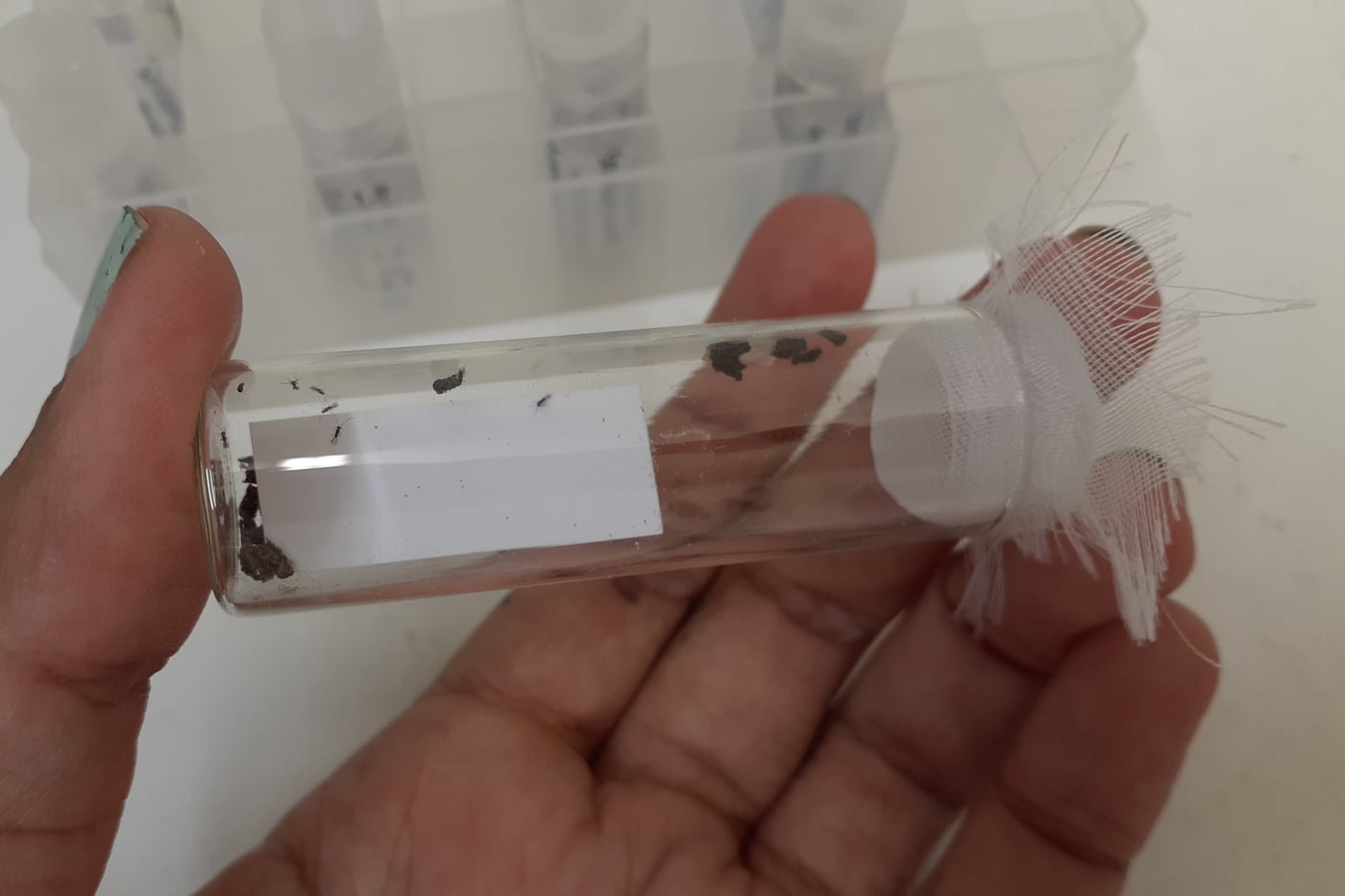 Arrival of parasitoid wasps from Australia