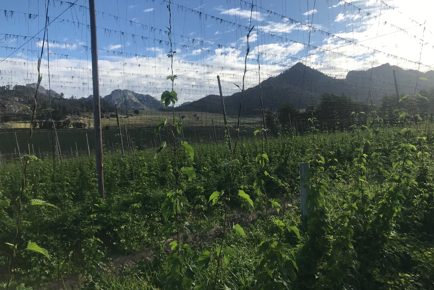 FABI researcher visits SAB hop farm