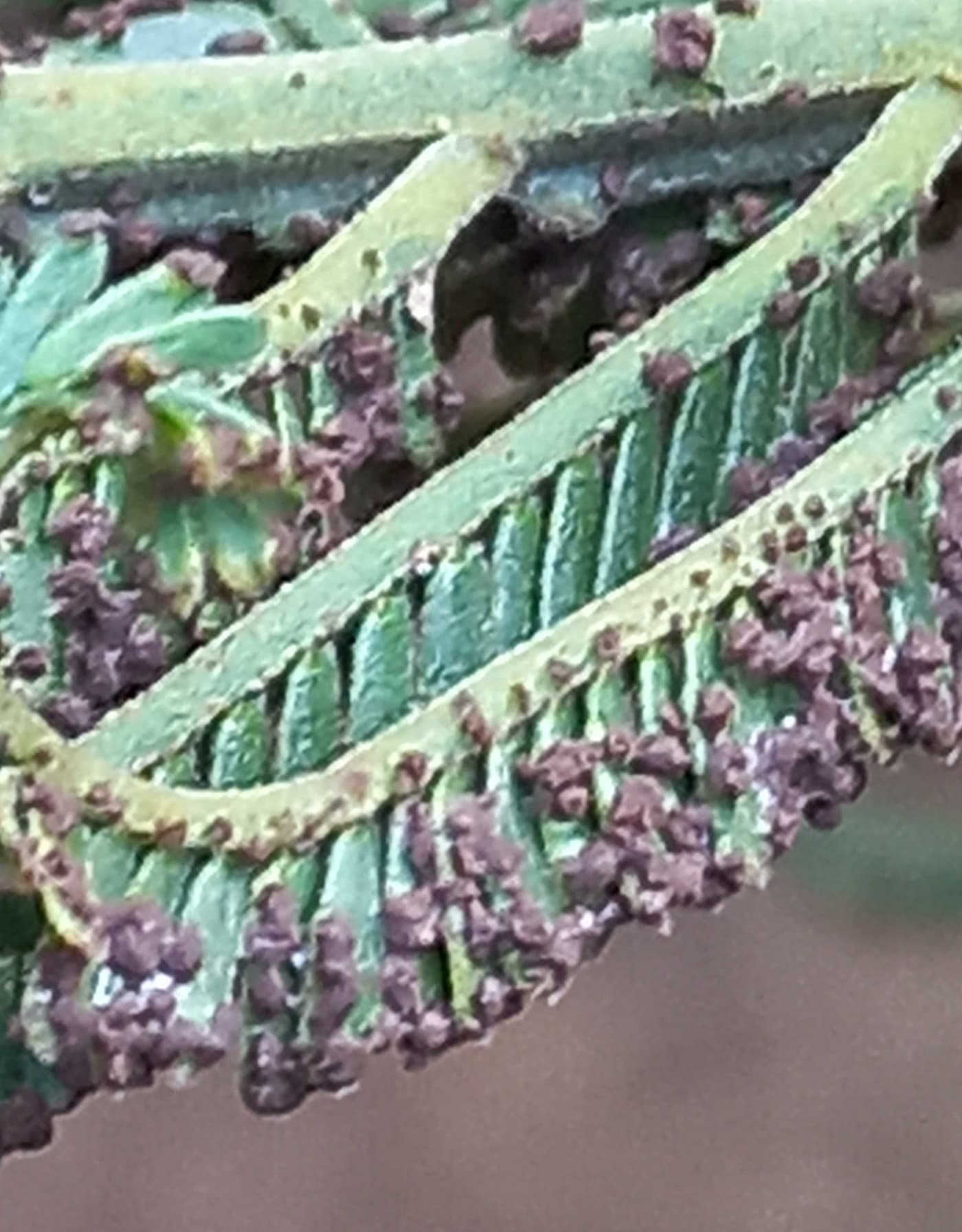 Survey of wattle pests and pathogens in Awi Zone, Ethiopia