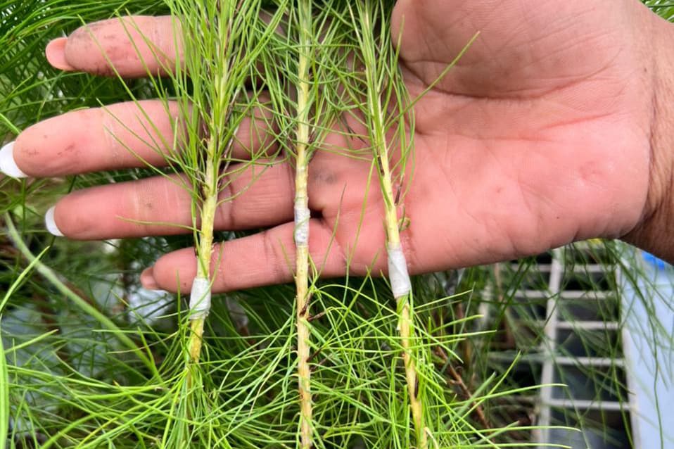 Teamwork makes quick work of inoculations
