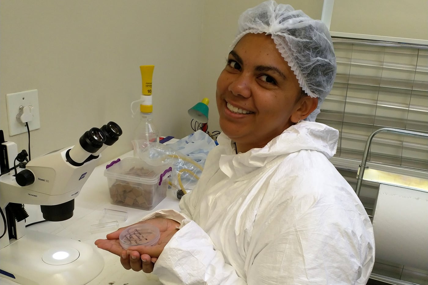 Exciting developments in efforts to test a new potential biocontrol agent for <i>Gonipterus</i> sp. n. 2