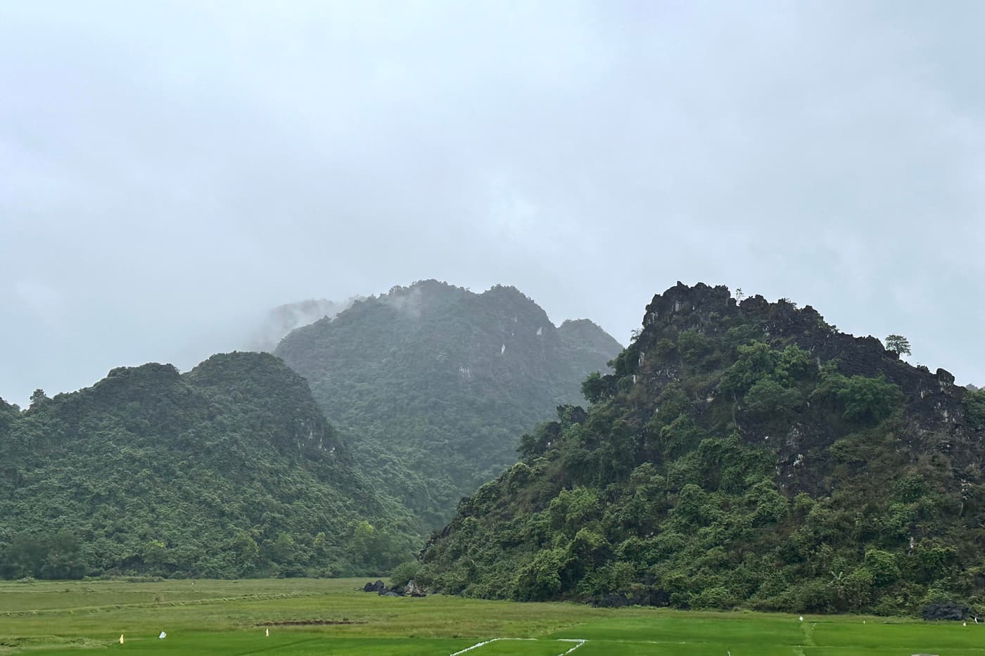 FABians visit central Vietnam to search for a potential biocontrol agent for PSHB