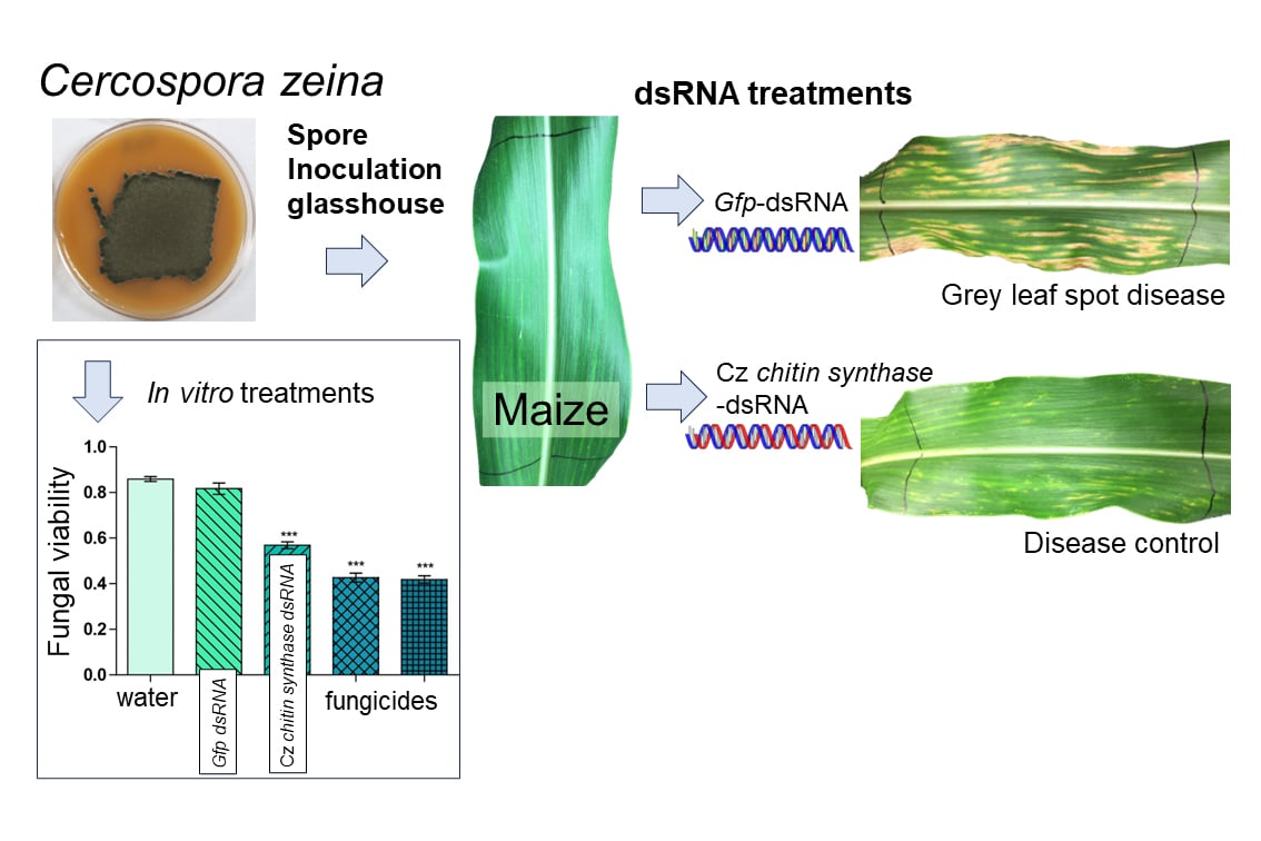 Editor selects RNA fungicide paper for BSPP blog article