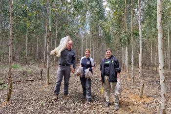 Assisting the investigation into declining <I>Eucalyptus</I> clones in Mpumalanga