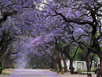 An on-line symposium celebrating Jacaranda month in Pretoria