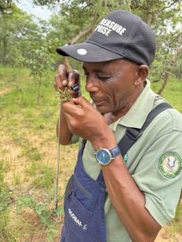 FABI exposed to fabulous fungi of northern Zambia