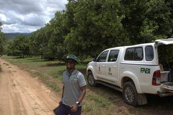 On-going macadamia pest and disease monitoring