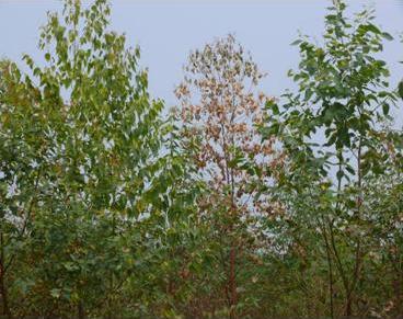 Major diseases and pests on eucalypt plantations in South China: Ralstonia wilt disease.
