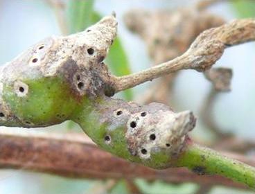 Major diseases and pests on eucalypt plantations in South China: Leptocybe damage.